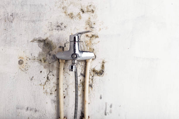 Best Mold Remediation  in Marathon, FL
