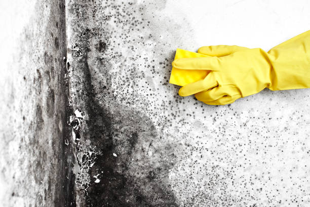 Best Emergency Mold Removal  in Marathon, FL