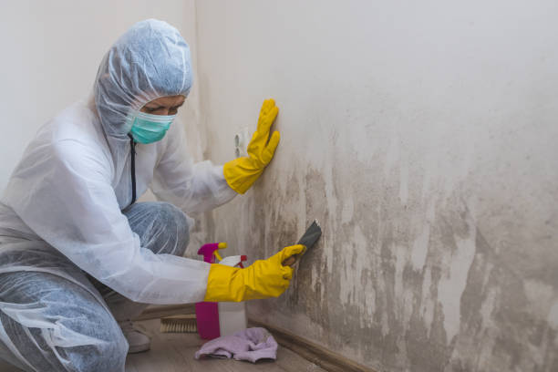 Best Mold Removal and Inspection  in Marathon, FL