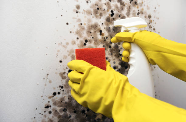 Best Home Mold Removal  in Marathon, FL