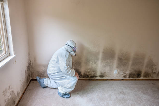 Best Mold Damage Repair  in Marathon, FL