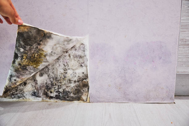 Best Toxic Mold Removal  in Marathon, FL